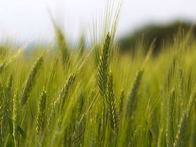 行动起来:粮食和农业企业如何应对气候变化